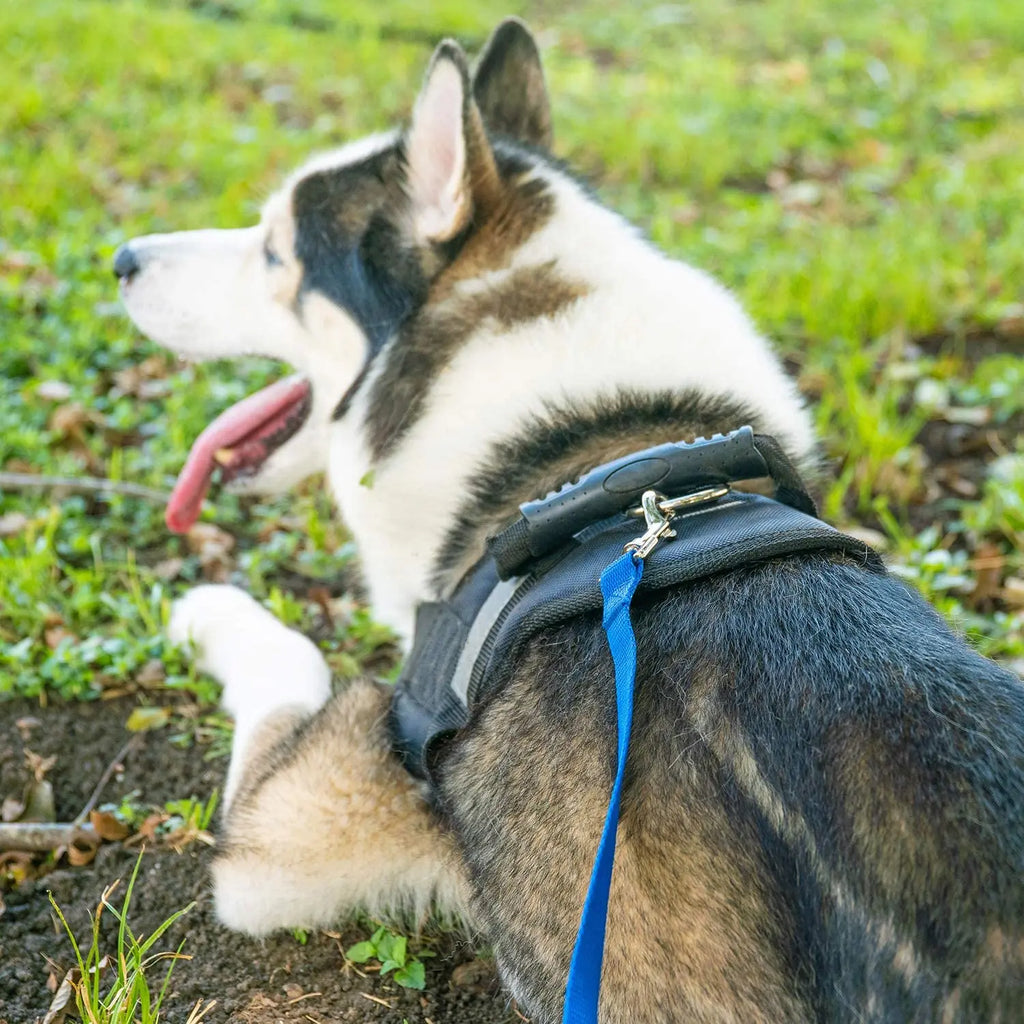 Pet Leash 3M 6M 10M 20M 50M Dog Puppy