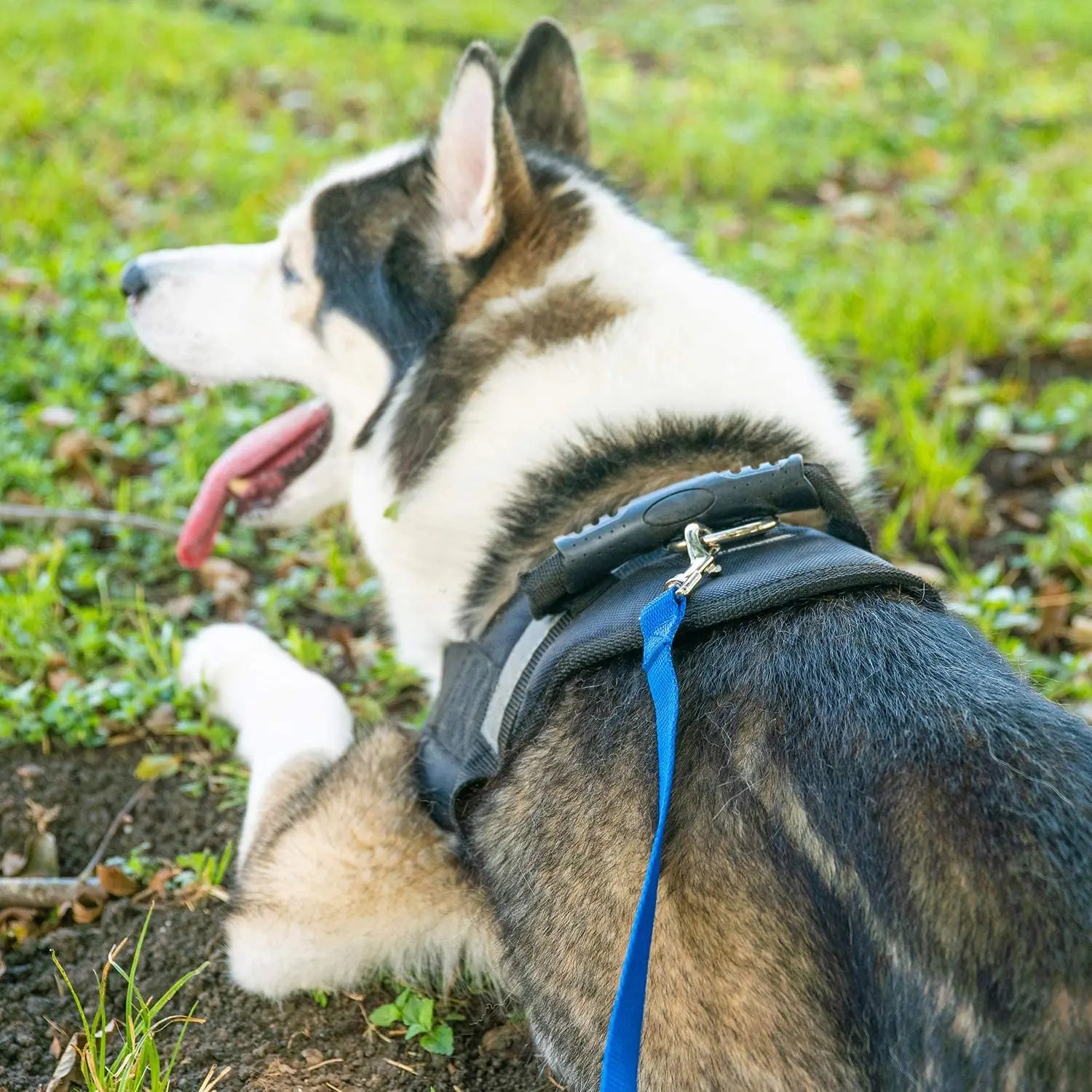 Pet Leash 3M 6M 10M 20M 50M Dog Puppy