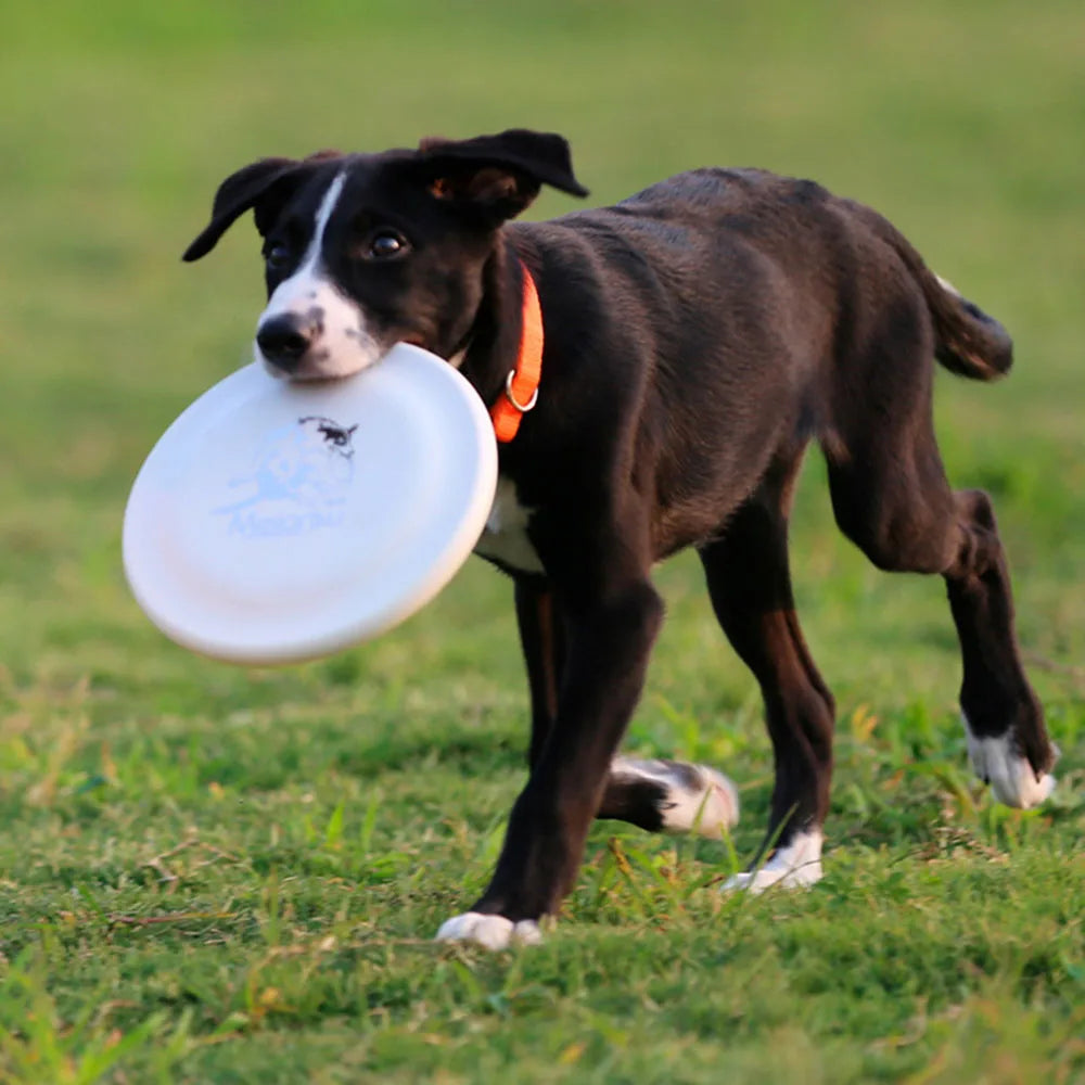 Training Disc - for Puppy & Adult Dog Lightweight Easy-Catch Dog Training Toy