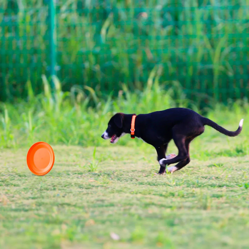 Training Disc - for Puppy & Adult Dog Lightweight Easy-Catch Dog Training Toy